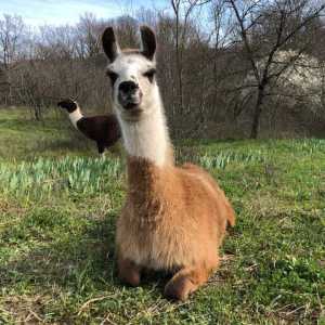 Llama Farm Tour