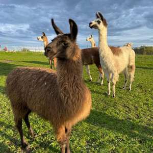 Llama Farm Tour