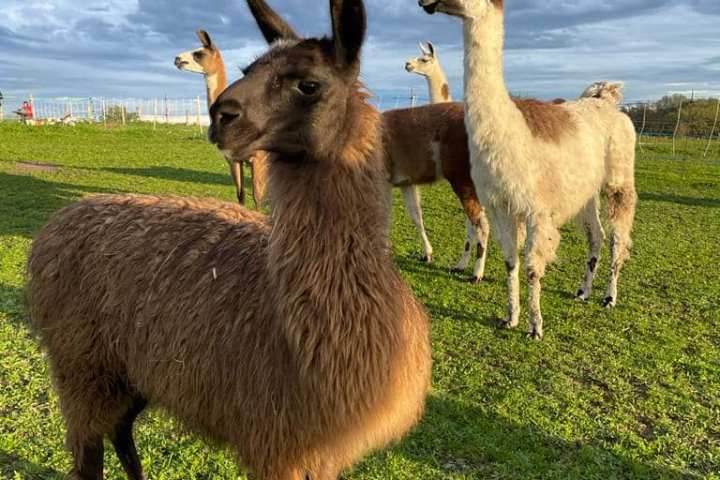 Llama Farm Tour