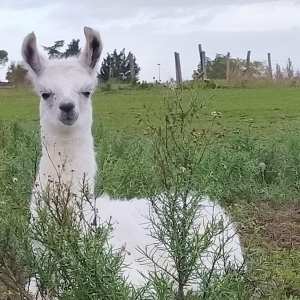 Llama Farm Tour