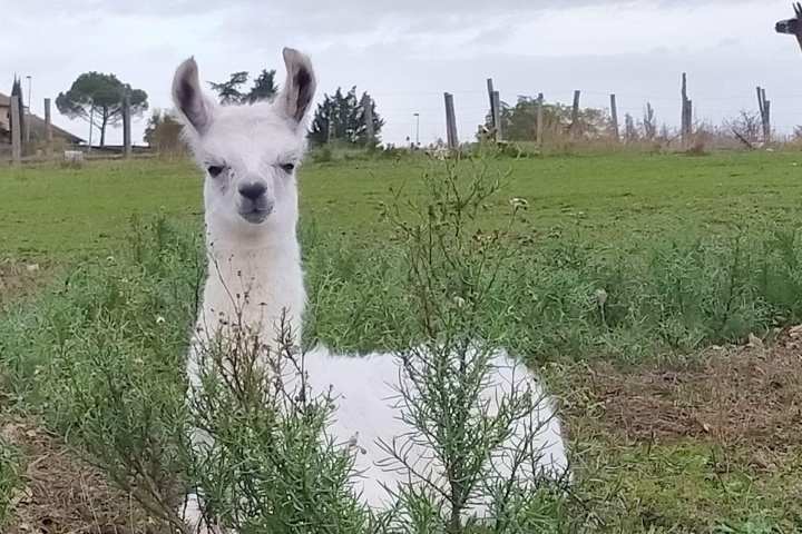 Llama Farm Tour