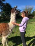 Llama Farm Tour