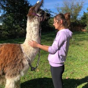 Llama Farm Tour