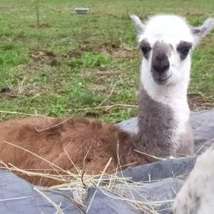 Llama Farm Tour