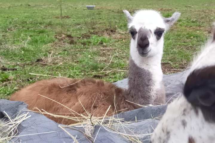 Llama Farm Tour