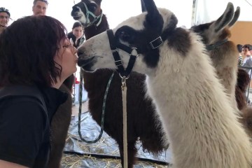 Llama Farm Tour