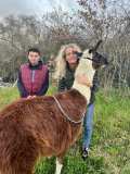 Llama Farm Tour
