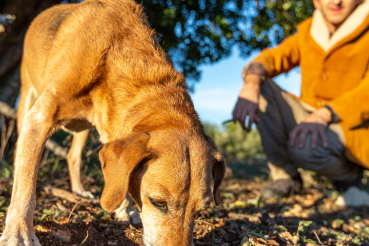 Truffle experience italy