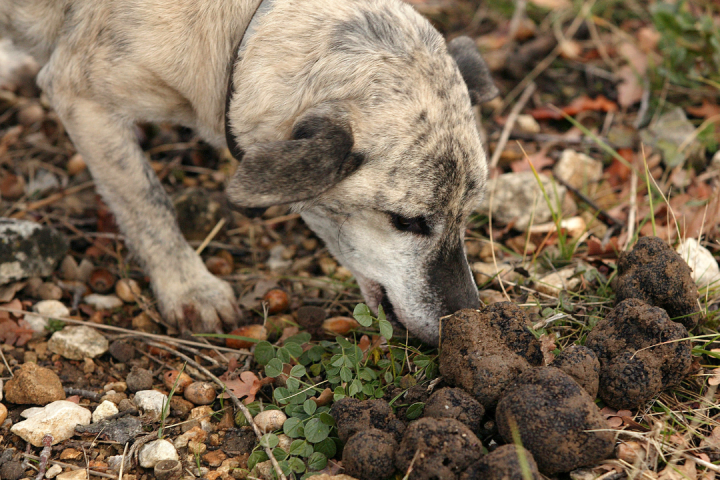 Truffle experience italy
