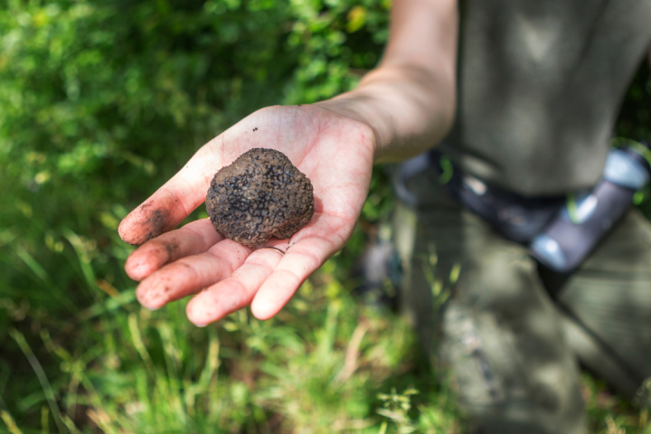 Truffle experience italy
