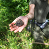 Truffle experience italy