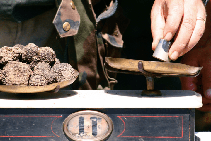 Truffle experience italy