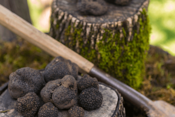 Truffle experience italy