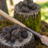 Truffle experience italy