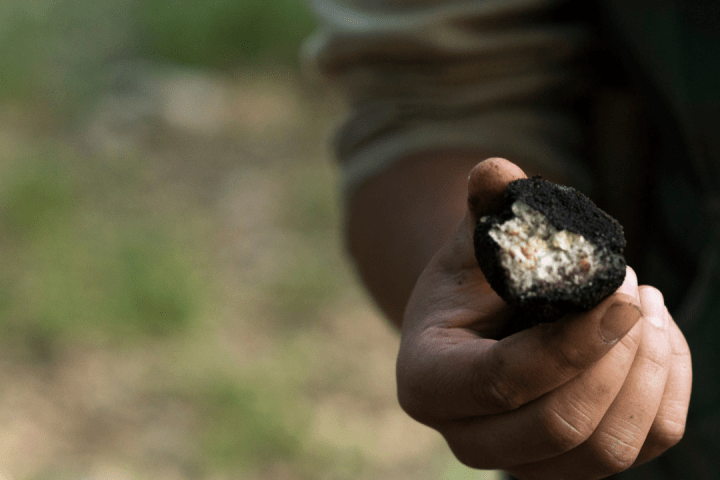 Truffle experience italy