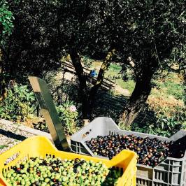 Cooking Class & Olive Oil Tour