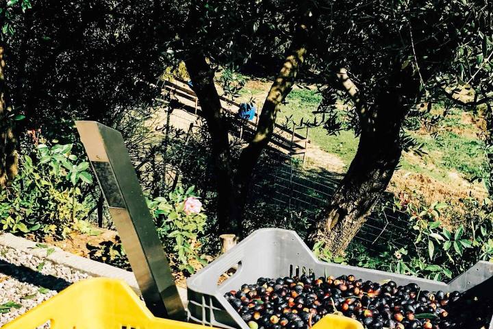 Cooking Class & Olive Oil Tour