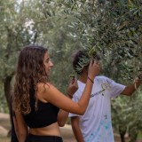 Euganean Hills Olive Oil tour