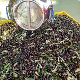 Euganean Hills Olive Oil tour