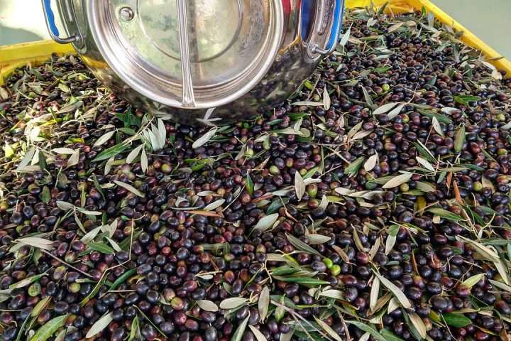 Euganean Hills Olive Oil tour