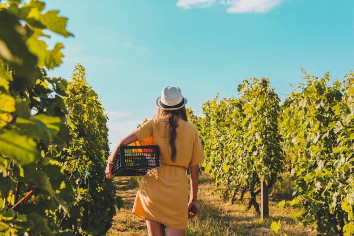 Euganean Hills Wine Tour