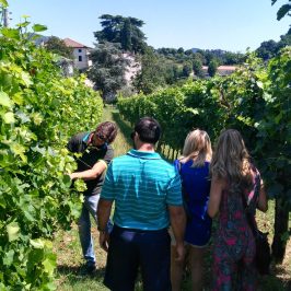 Euganean Hills Wine Tour