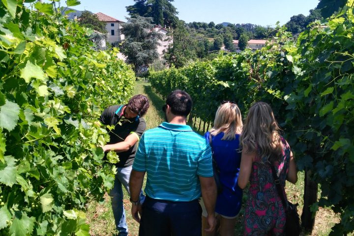 Euganean Hills Wine Tour