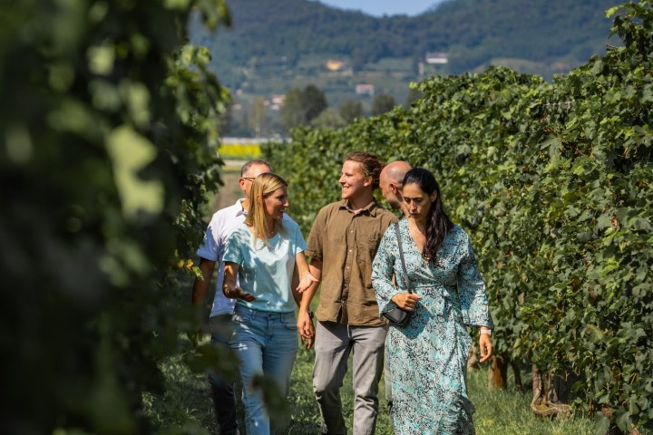 Euganean Hills Wine Tour