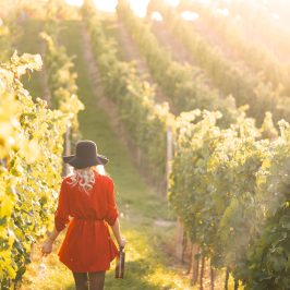 Euganean Hills Wine Tour