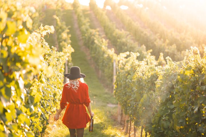 Euganean Hills Wine Tour