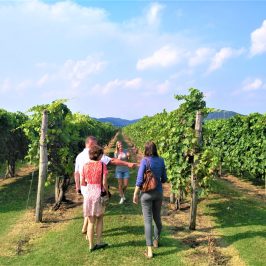 Euganean Hills Wine Tour