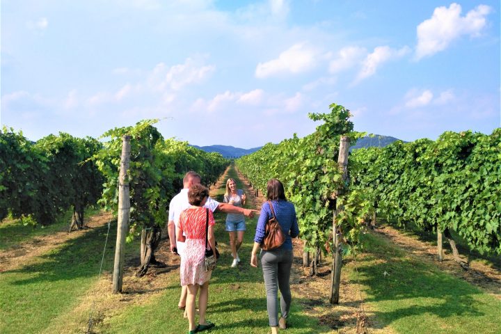 Euganean Hills Wine Tour