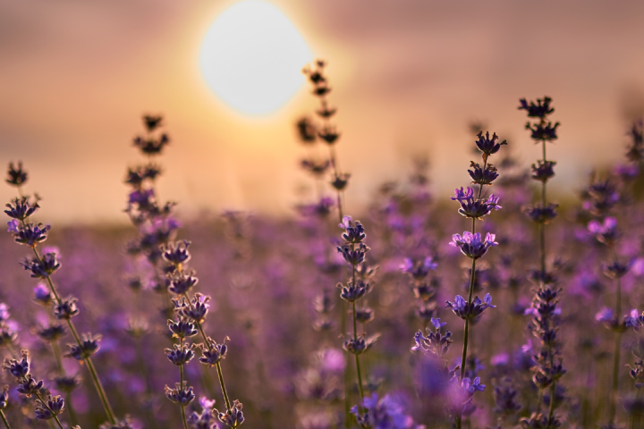 lavander farm experience