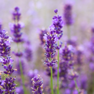 lavander farm experience