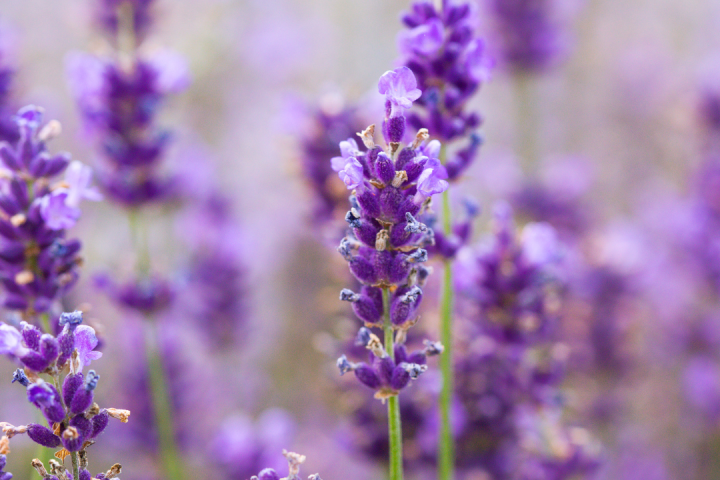 lavander farm experience