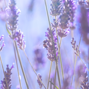 lavander farm experience