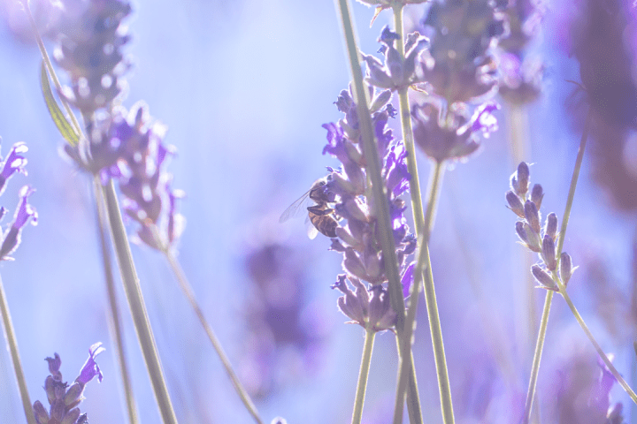 lavander farm experience