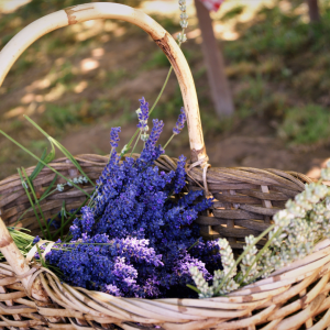 lavander farm experience