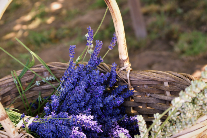 lavander farm experience