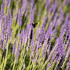 lavander farm experience