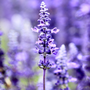 lavander farm experience