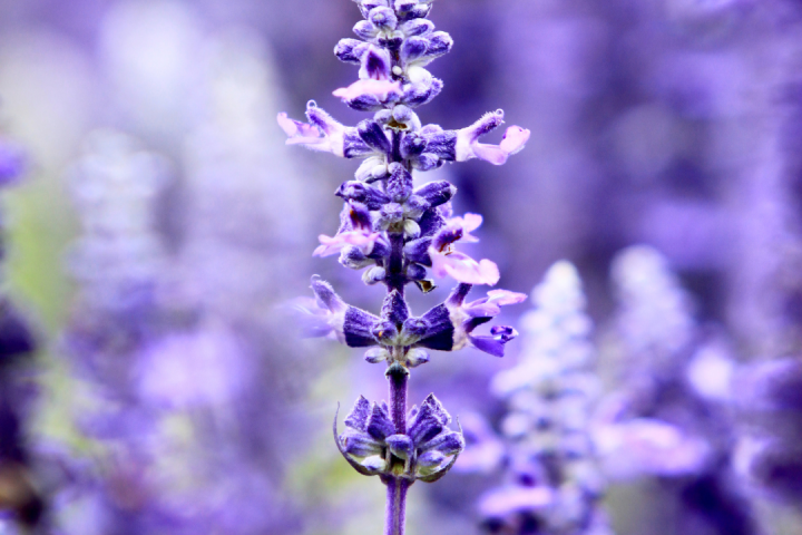 lavander farm experience