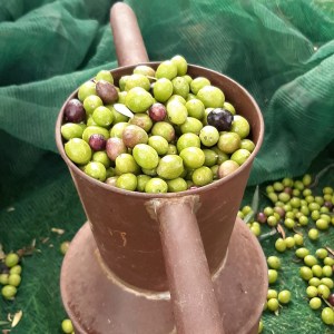 olive oil tour in italy