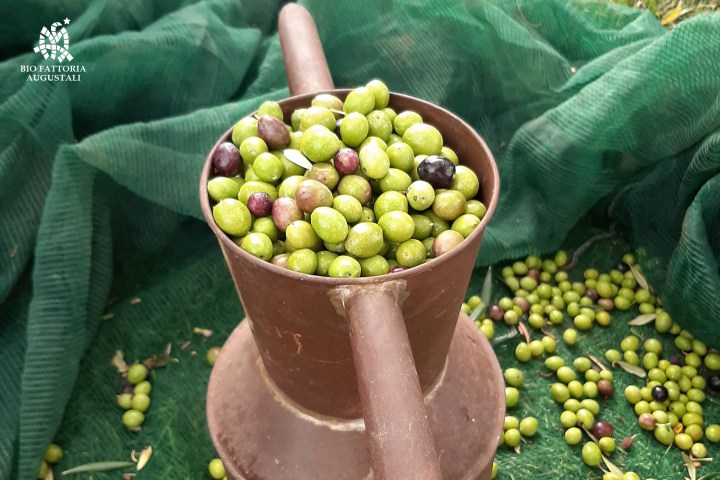 olive oil tour in italy