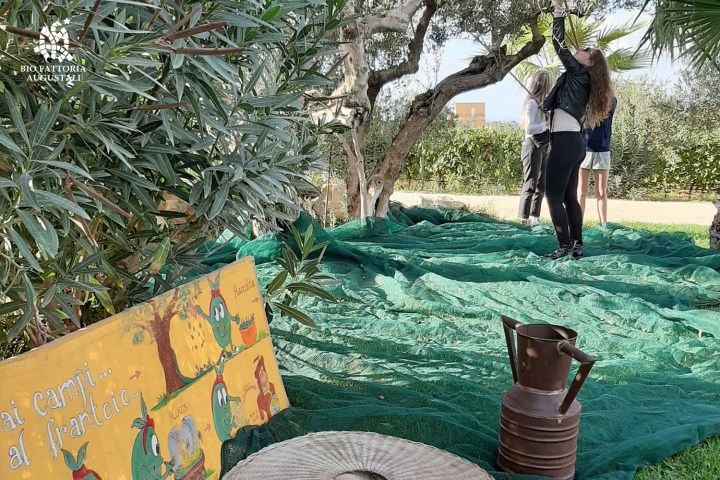 olive oil tour in italy