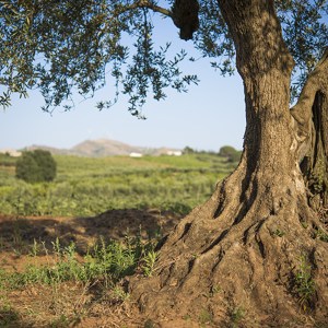 olive oil tour in italy