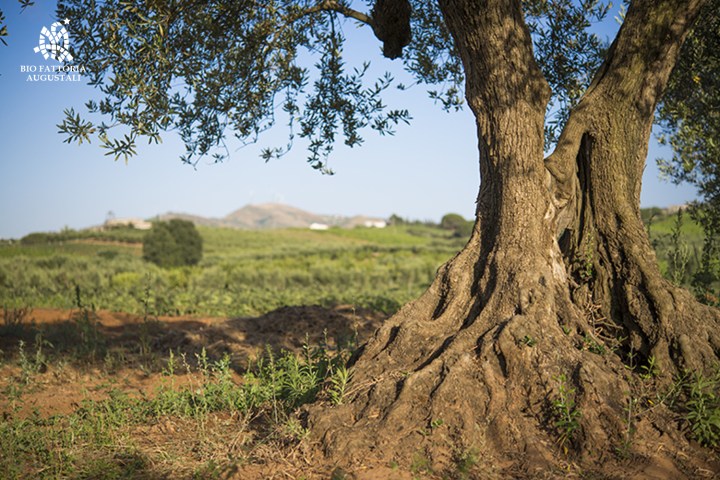 olive oil tour in italy
