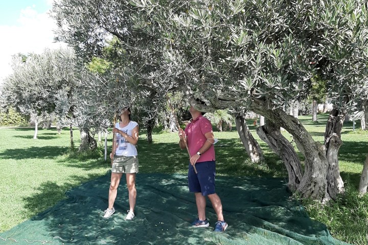 olive oil tour in italy