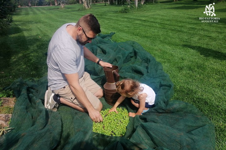 olive oil tour in italy