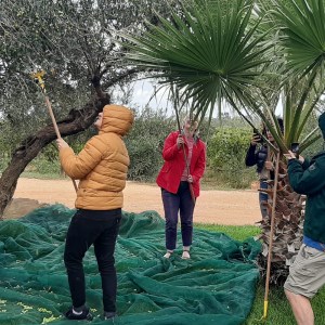 olive oil tour in italy